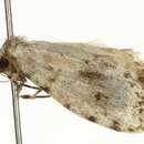 Image of Little White Lichen Moth