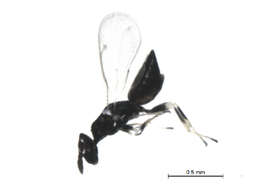 Image of Diglyphus