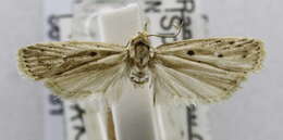 Image de Scythropiodes