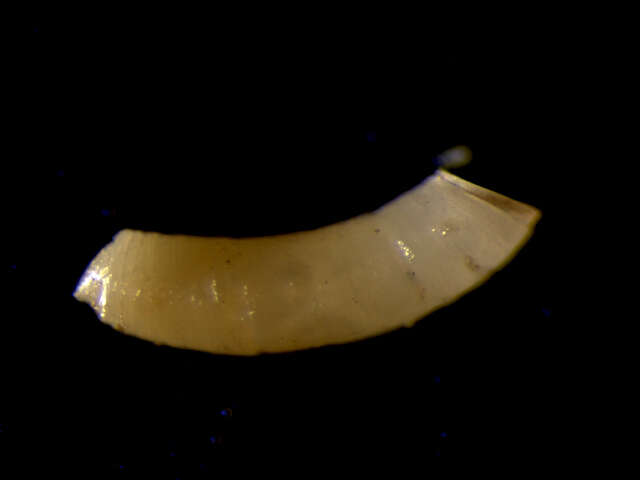 Image of Caecidae Gray 1850