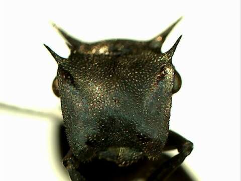 Cephalotes atratus (Linnaeus 1758) resmi