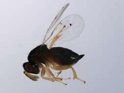 Image of ormyrid wasps
