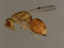 Image of Sycophila