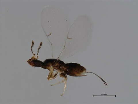 Image of Waterstoniella