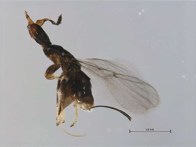 Image of Waterstoniella