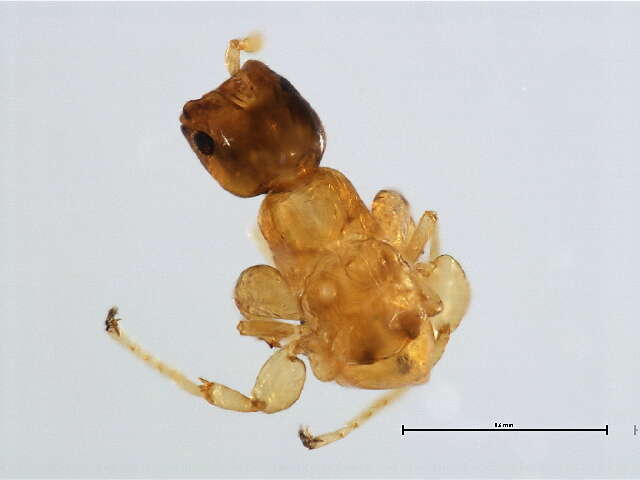 Image of Waterstoniella