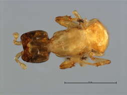 Image of Waterstoniella