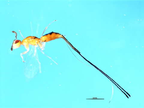 Image of Philotrypesis