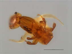 Image of Apocryptophagus