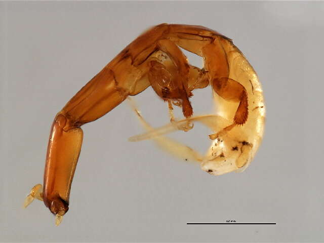 Image of Apocryptophagus