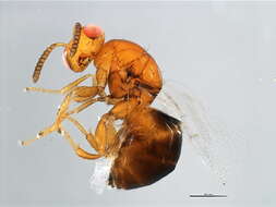 Image of Neosycophila