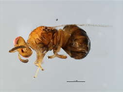 Image of Neosycophila
