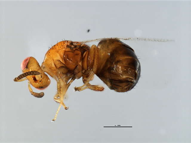 Image of Neosycophila