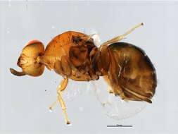 Image of Neosycophila