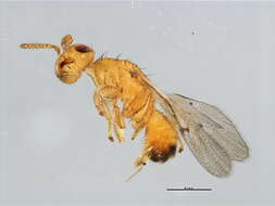 Image of Neosycophila