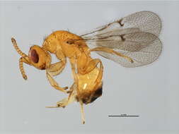 Image of Neosycophila