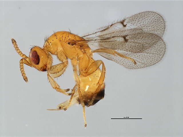 Image of Neosycophila