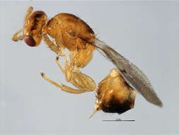 Image of Neosycophila