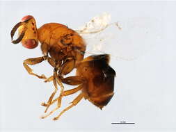 Image of Neosycophila