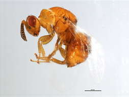 Image of Neosycophila