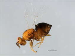 Image of Neosycophila