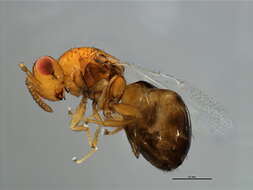 Image of Neosycophila