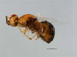 Image of Neosycophila