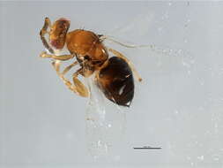 Image of Neosycophila