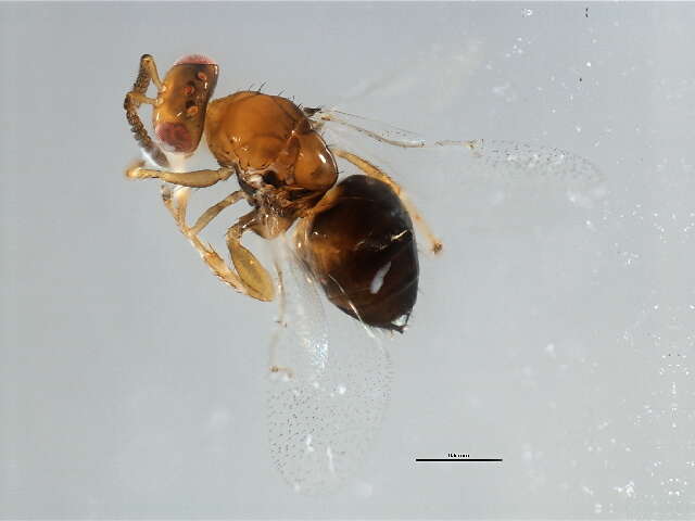 Image of Neosycophila