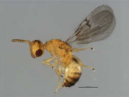 Image of Neosycophila