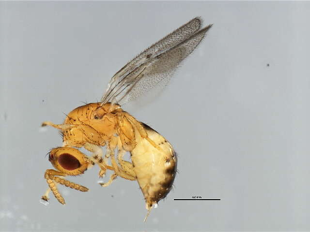 Image of Neosycophila