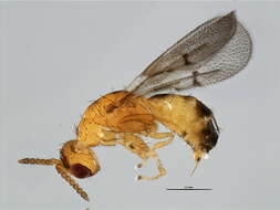 Image of Neosycophila