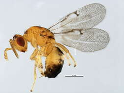 Image of Neosycophila