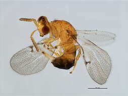 Image of Neosycophila