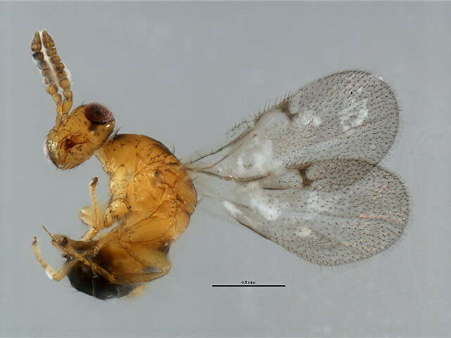 Image of Neosycophila