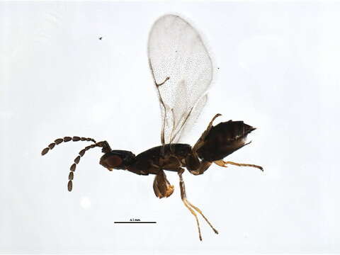 Image of Agaoninae