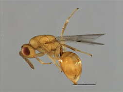 Image of Sycophila