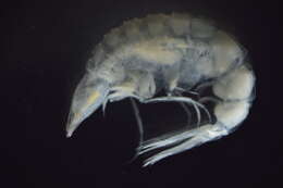 Image of Oxycephalidae Dana 1852