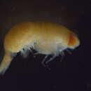Image of Pronoidae Dana 1852