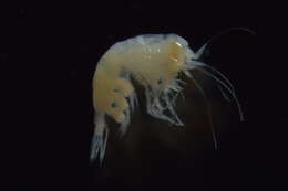 Image of Lestrigonidae Zeidler 2004