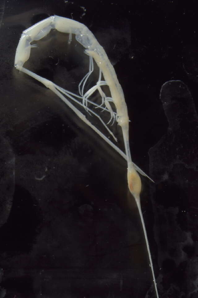 Image de Oxycephalidae Dana 1852