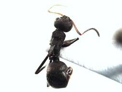 Plancia ëd Camponotus