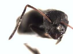 Plancia ëd Camponotus