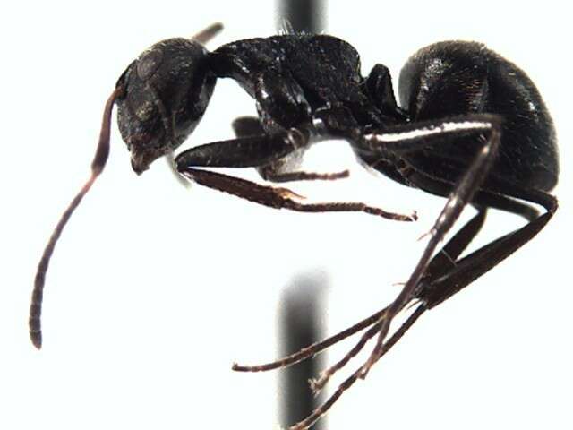 Plancia ëd Camponotus