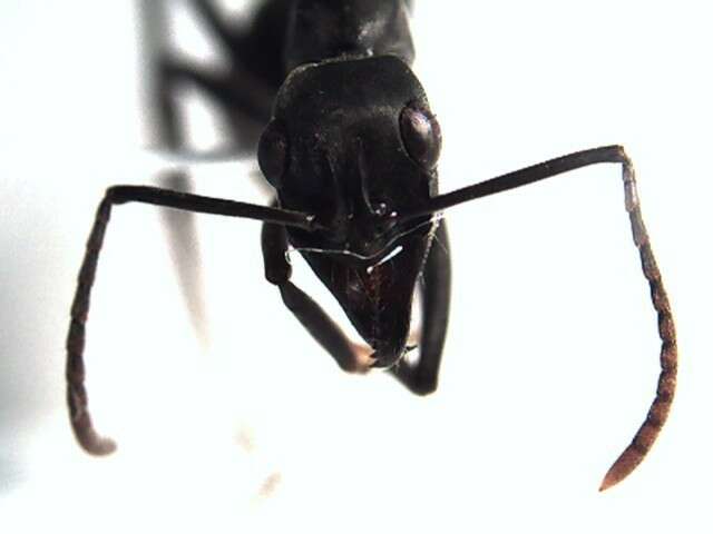 Image of <i>Neoponera verenae</i>