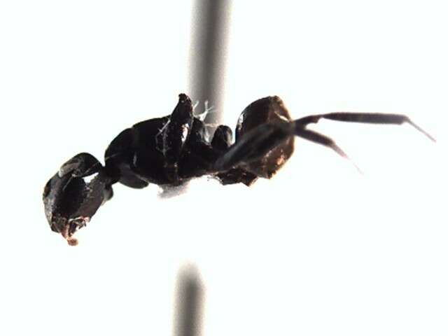 Plancia ëd Camponotus excisus Mayr 1870