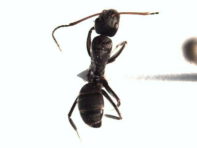 Plancia ëd Camponotus integellus Forel 1899