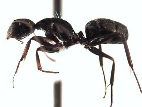 Plancia ëd Camponotus integellus Forel 1899