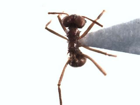 Image of Leaf-cutter ant