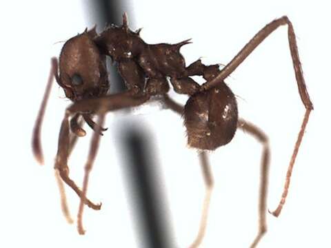 Image of Leaf-cutter ant